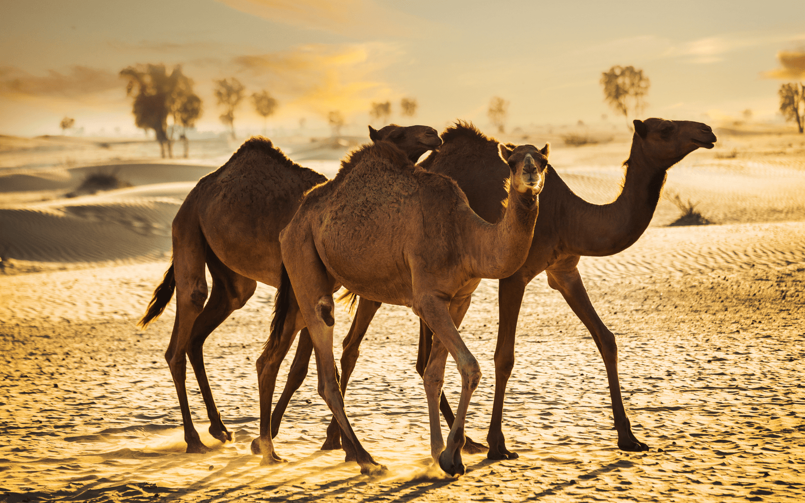 Untitled design - 2024-08-16T181316.554-min